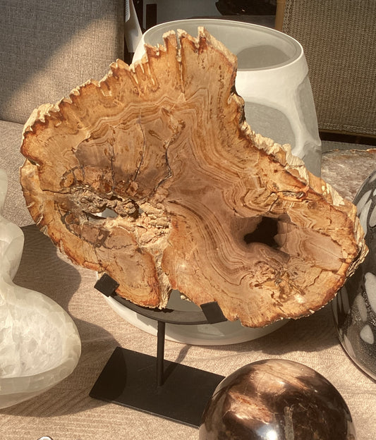 Petrified Wood Slice on Stand